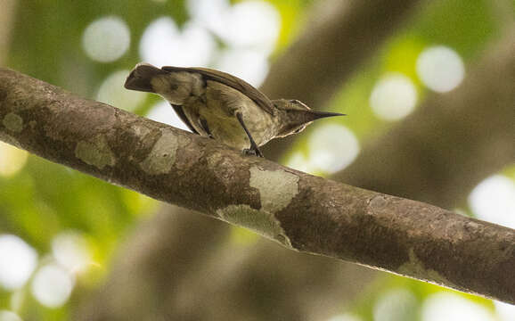 Image of Johanna's Sunbird