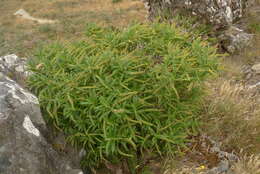 Image de Veronica salicifolia G. Forster