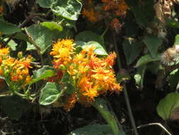 Image of Mexican Flame Vine