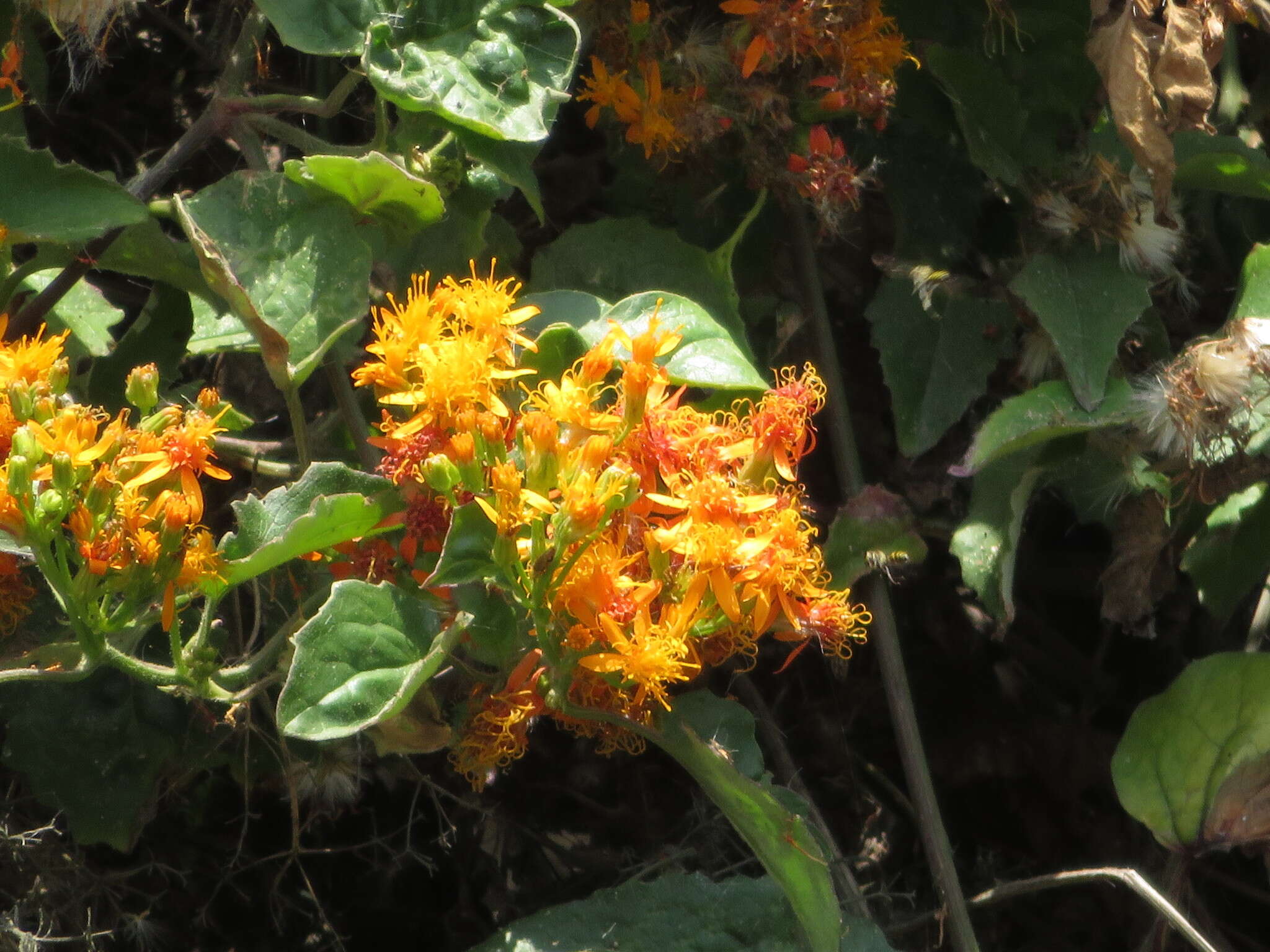 Image of Mexican Flame Vine