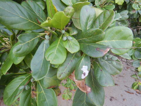 Image of brown damson