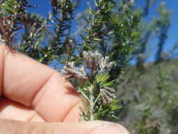 Image of Resin Flowerbush