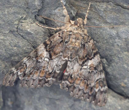 Image of Aholibah Underwing