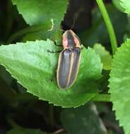 Слика од Pyractomena borealis (Randall 1828)