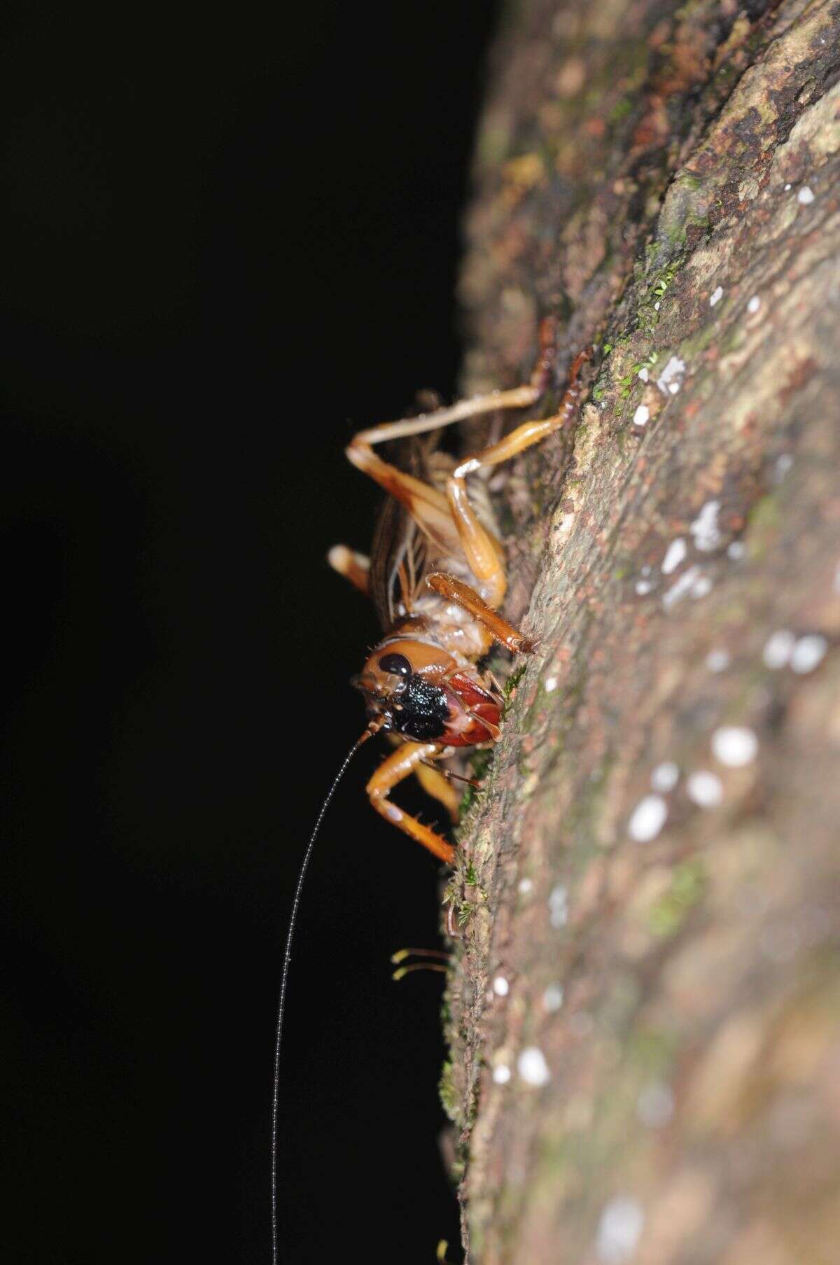 Image of Gryllacropsis magniceps (Walker & F. 1870)