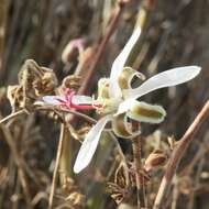 Image of Pelargonium carnosum (L.) L'Her.