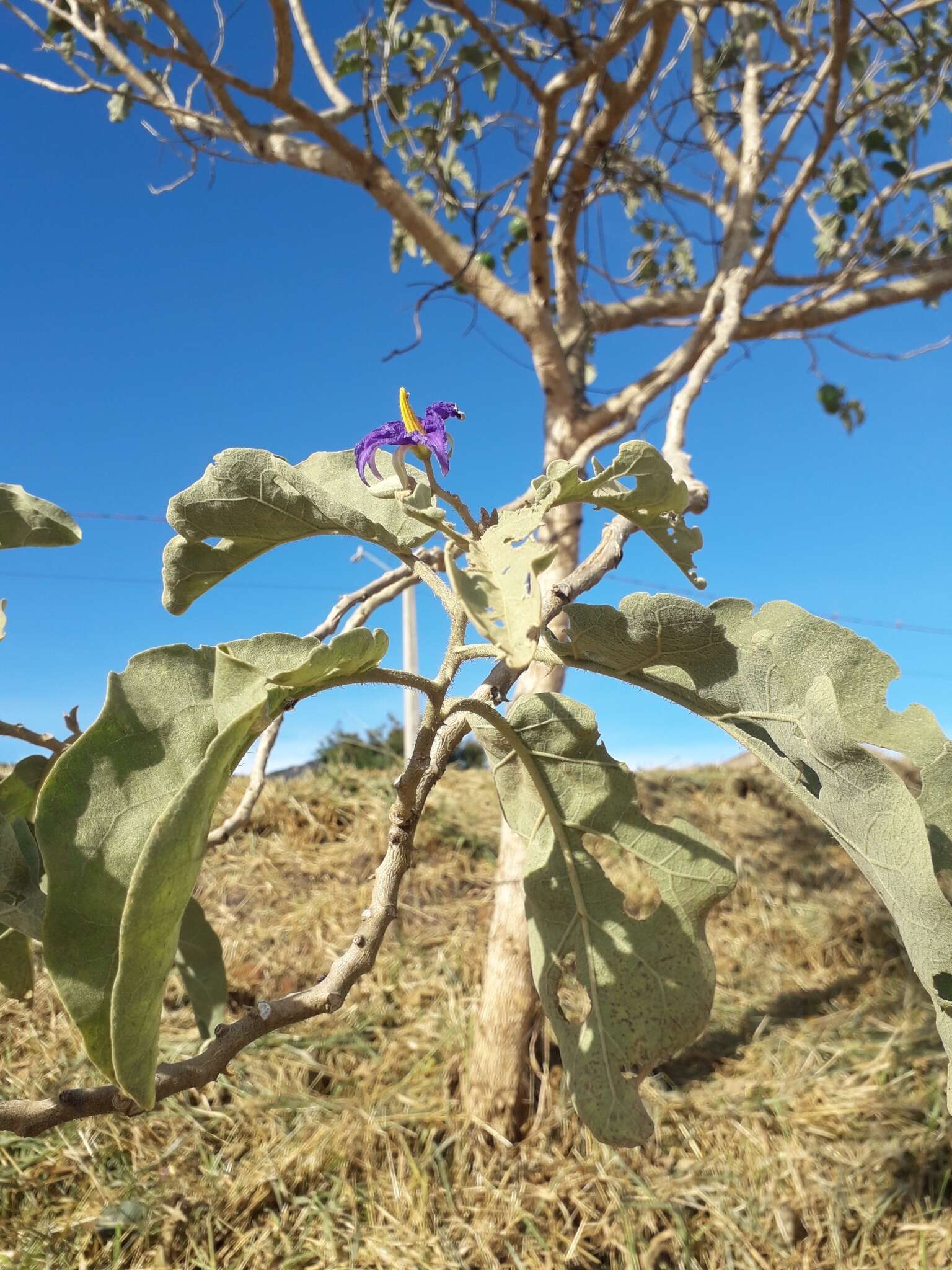 Image of Solanum lycocarpum A. St.-Hil.