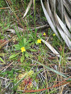 Image of Zigzag bladderwort