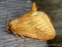 Image of Warm-chevroned Moth