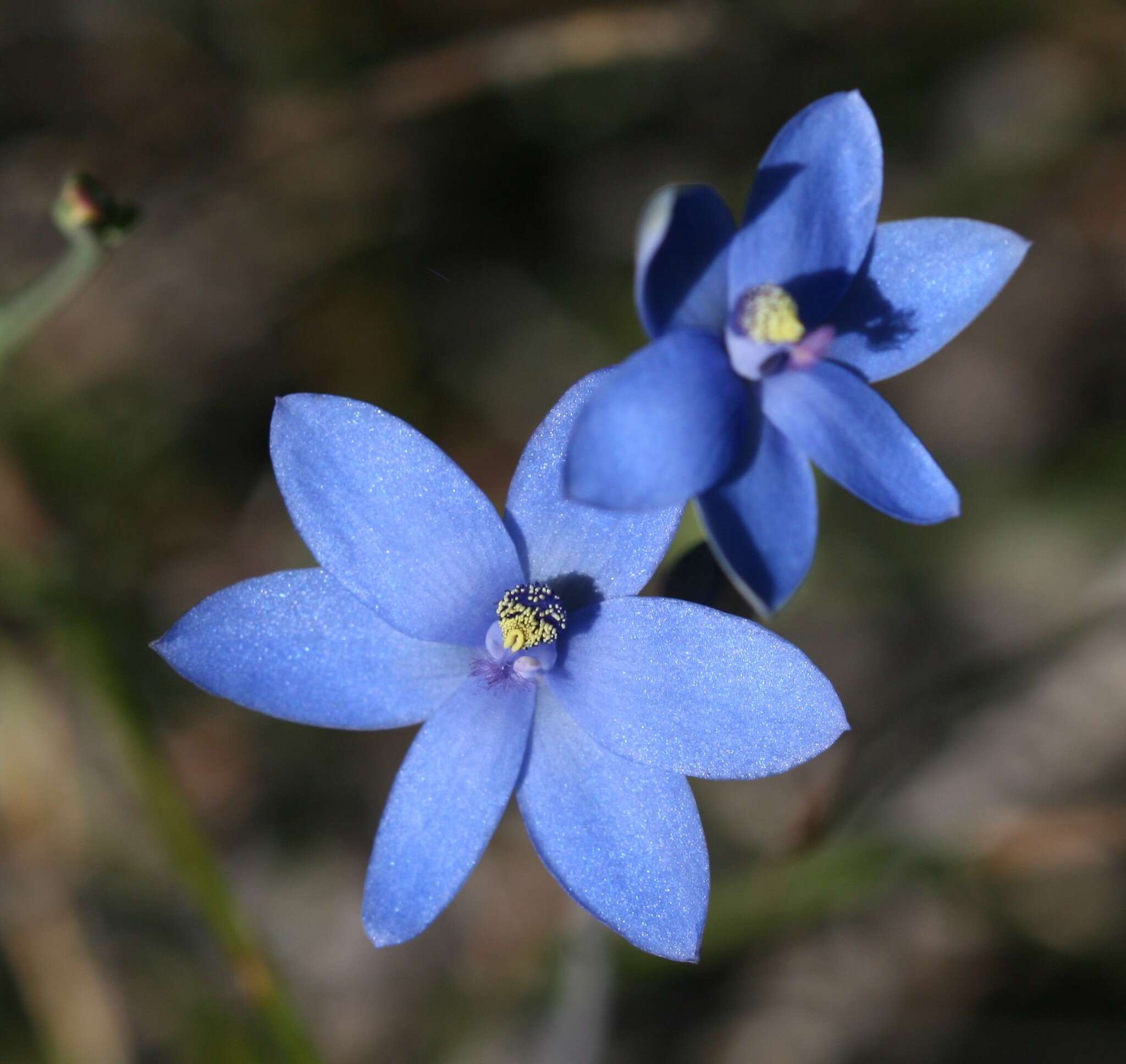 Image de Thelymitra crinita Lindl.