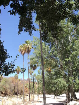 Image of Populus brandegeei Schneider