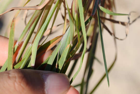 Imagem de Schizachyrium scoparium (Michx.) Nash