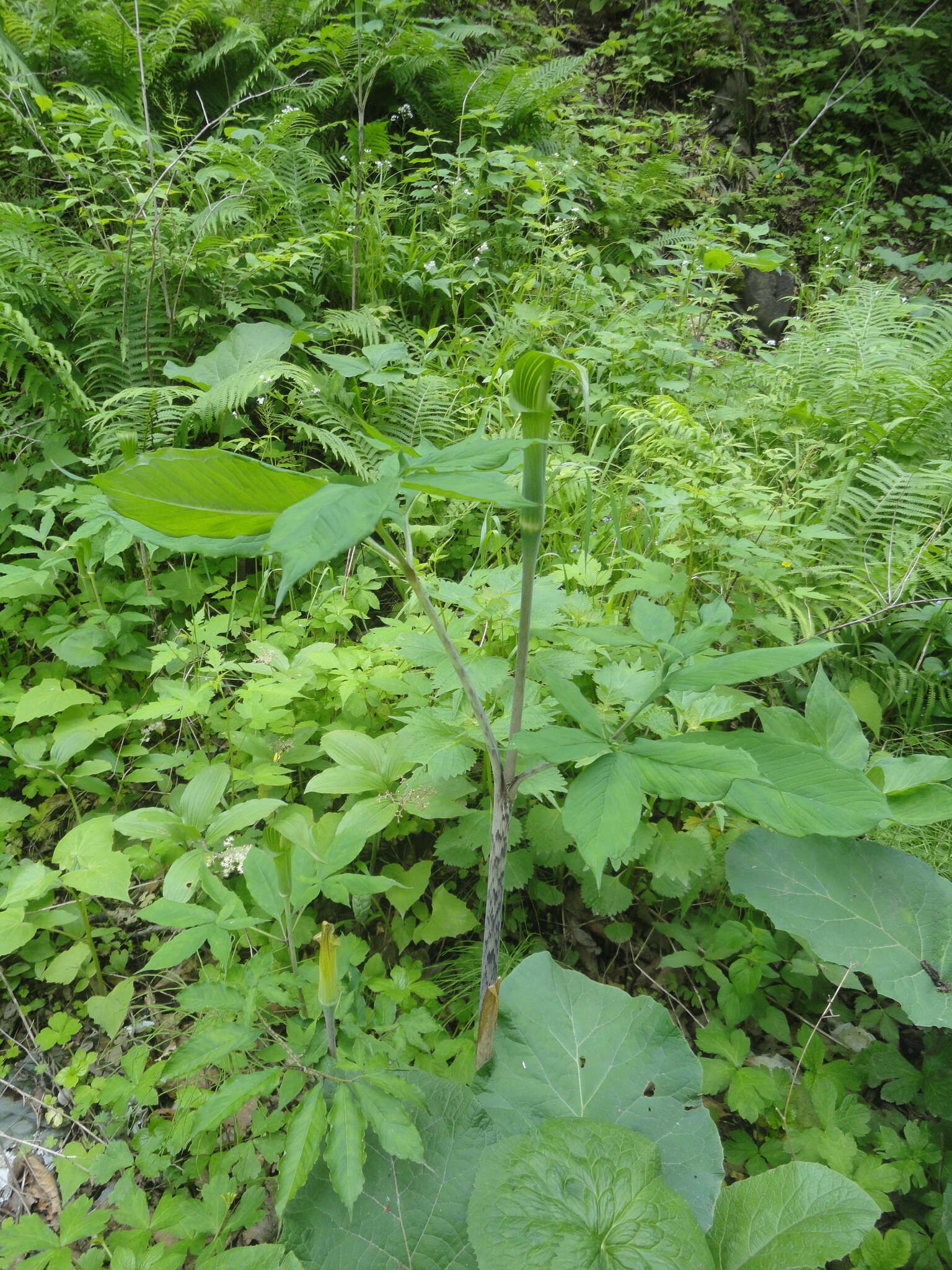 Arisaema serratum var. serratum的圖片