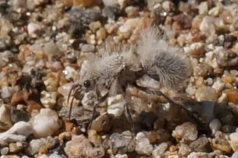 Image of Thistledown Velvet Ant