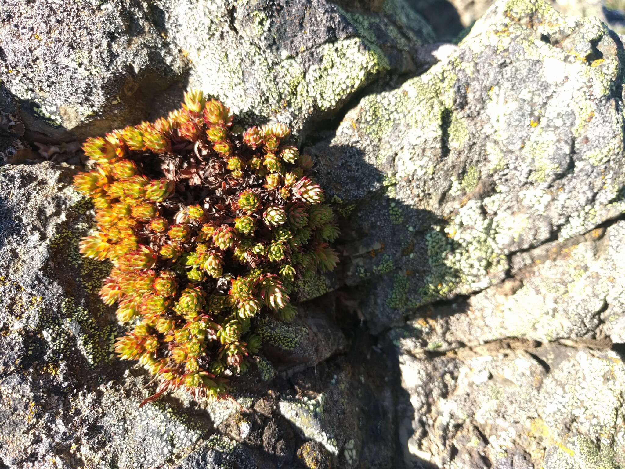 Image de Saxifraga bronchialis subsp. austromontana (Wieg.) Piper