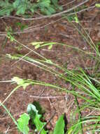 Image of pale sedge