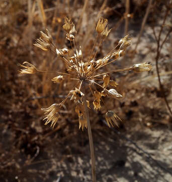 Image of Allium negevense Kollmann