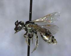 Lasioglossum incompletum (Crawford 1907)的圖片