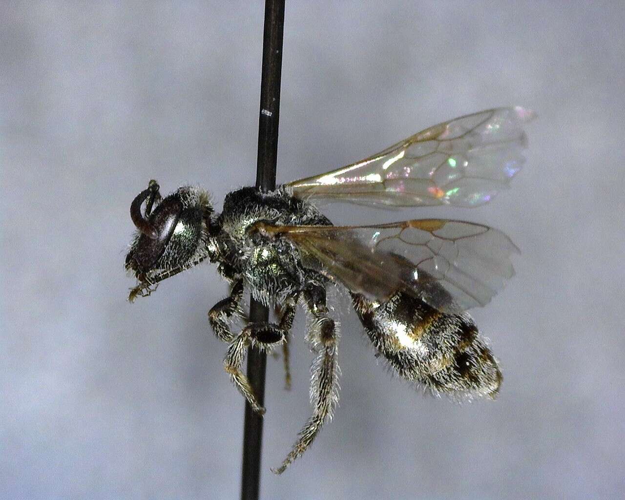 Image of Lasioglossum incompletum (Crawford 1907)