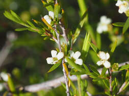 Image of Diosma meyeriana Spreng.