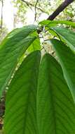 Image de Passiflora arborea Spreng.