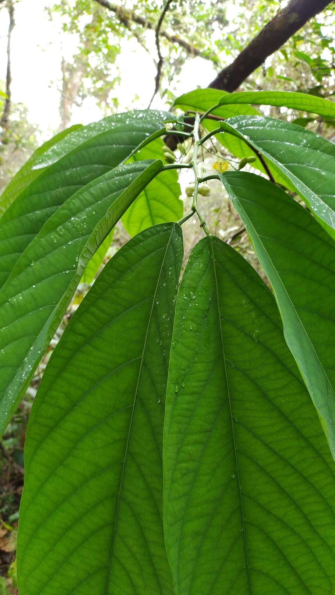 Image of Passiflora arborea Spreng.