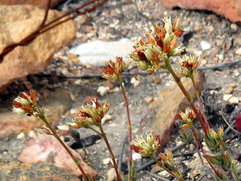 Image of Crassula biplanata Haw.