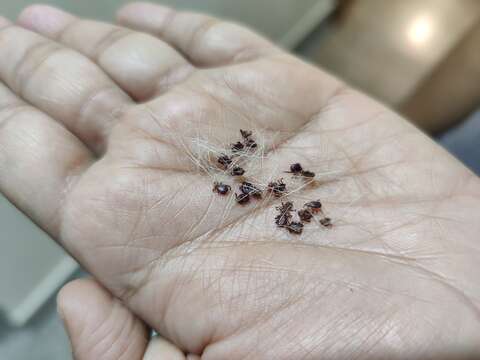 Image of Brown dog tick