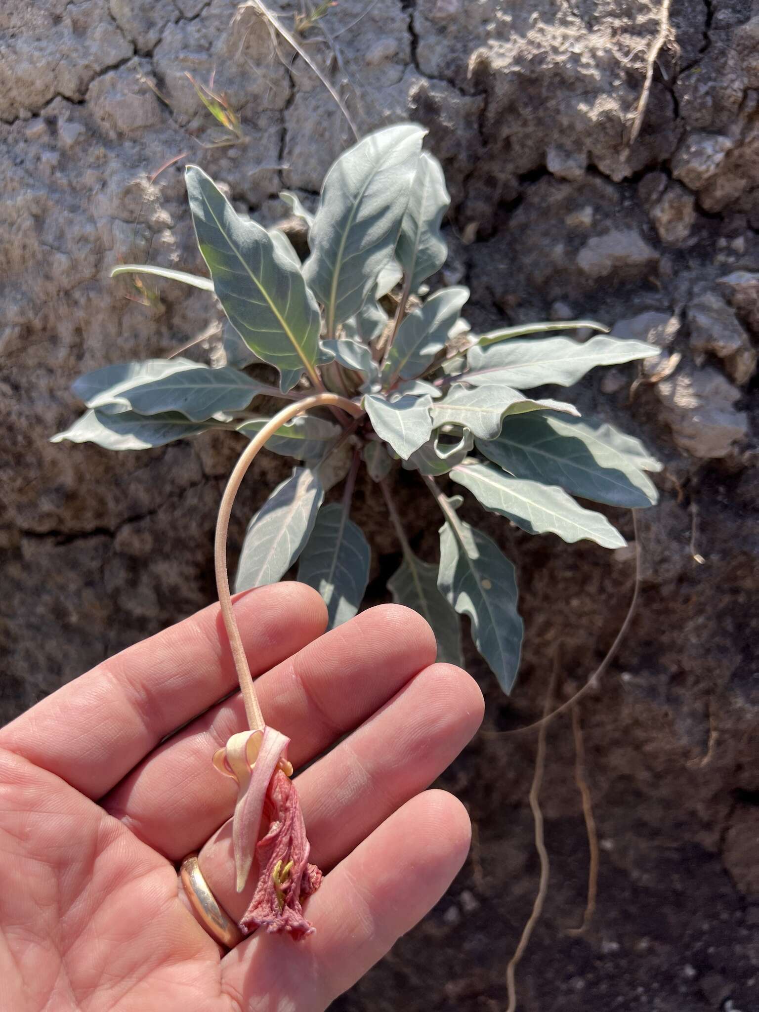 Plancia ëd Oenothera brachycarpa A. Gray