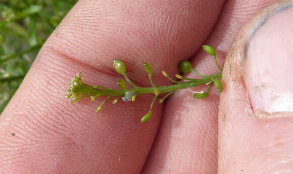 Image of Lepidium pseudotasmanicum Thell.