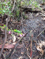 Plancia ëd Epacris impressa Labill.