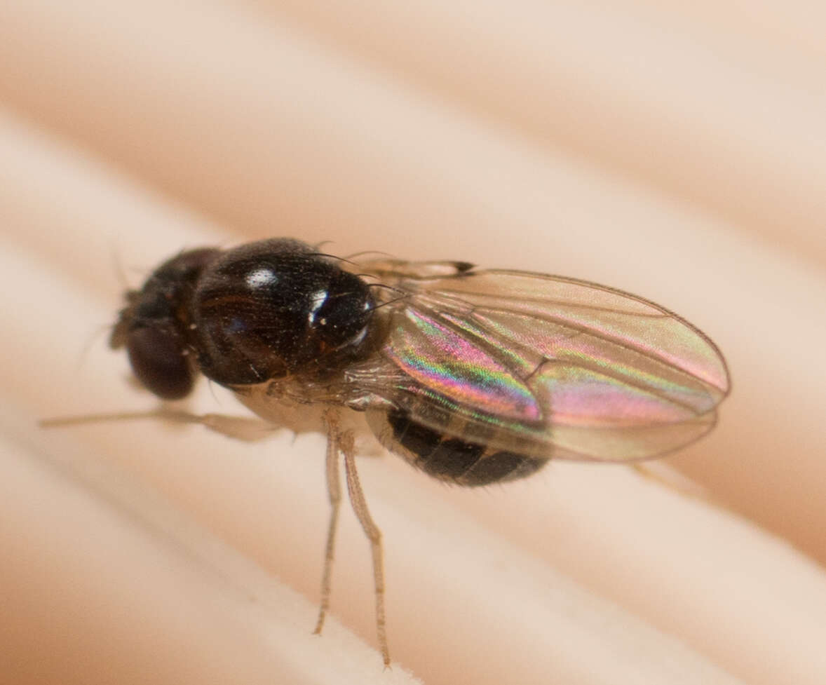 Image of Mycodrosophila stalkeri Wheeler & Takada 1963