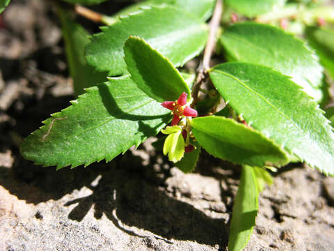 Image of Oregon boxleaf