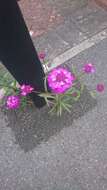 Image of globe candytuft