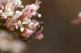 Image of Lasioglossum loetum (Brullé 1840)