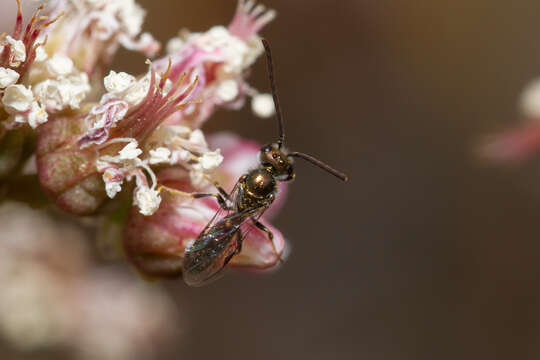 Plancia ëd Lasioglossum loetum (Brullé 1840)