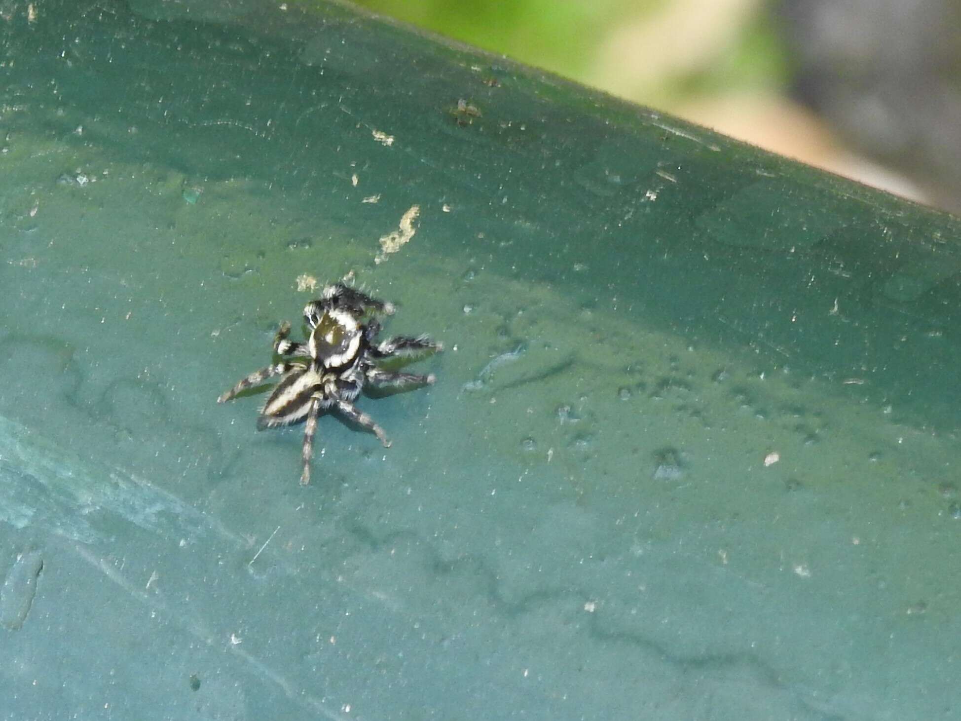 Image of Evarcha bicoronata (Simon 1901)