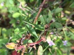 Image of African morningvine