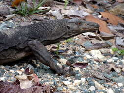 Image of Black Roughneck Monitor
