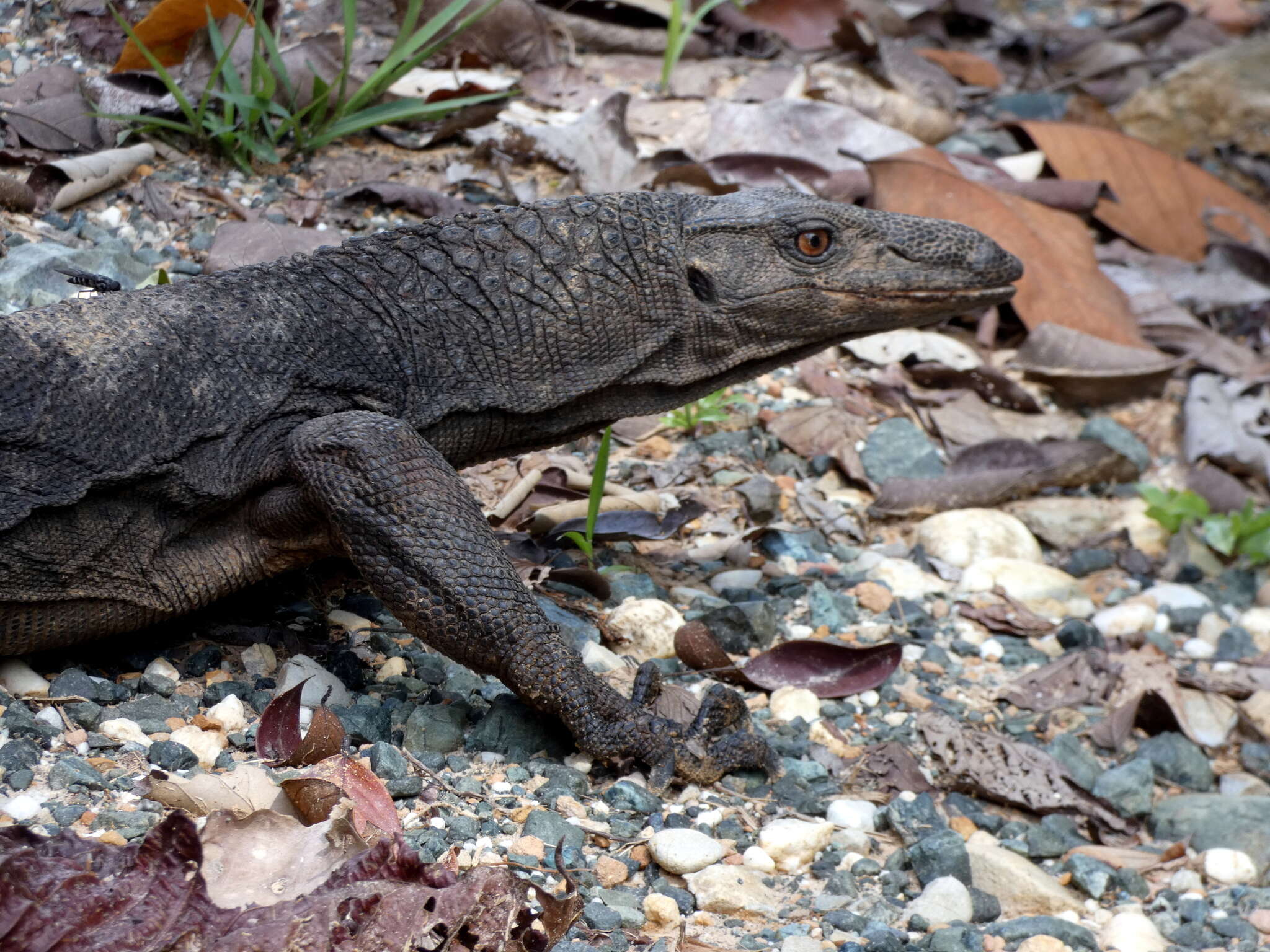 Слика од Varanus rudicollis (Gray 1845)