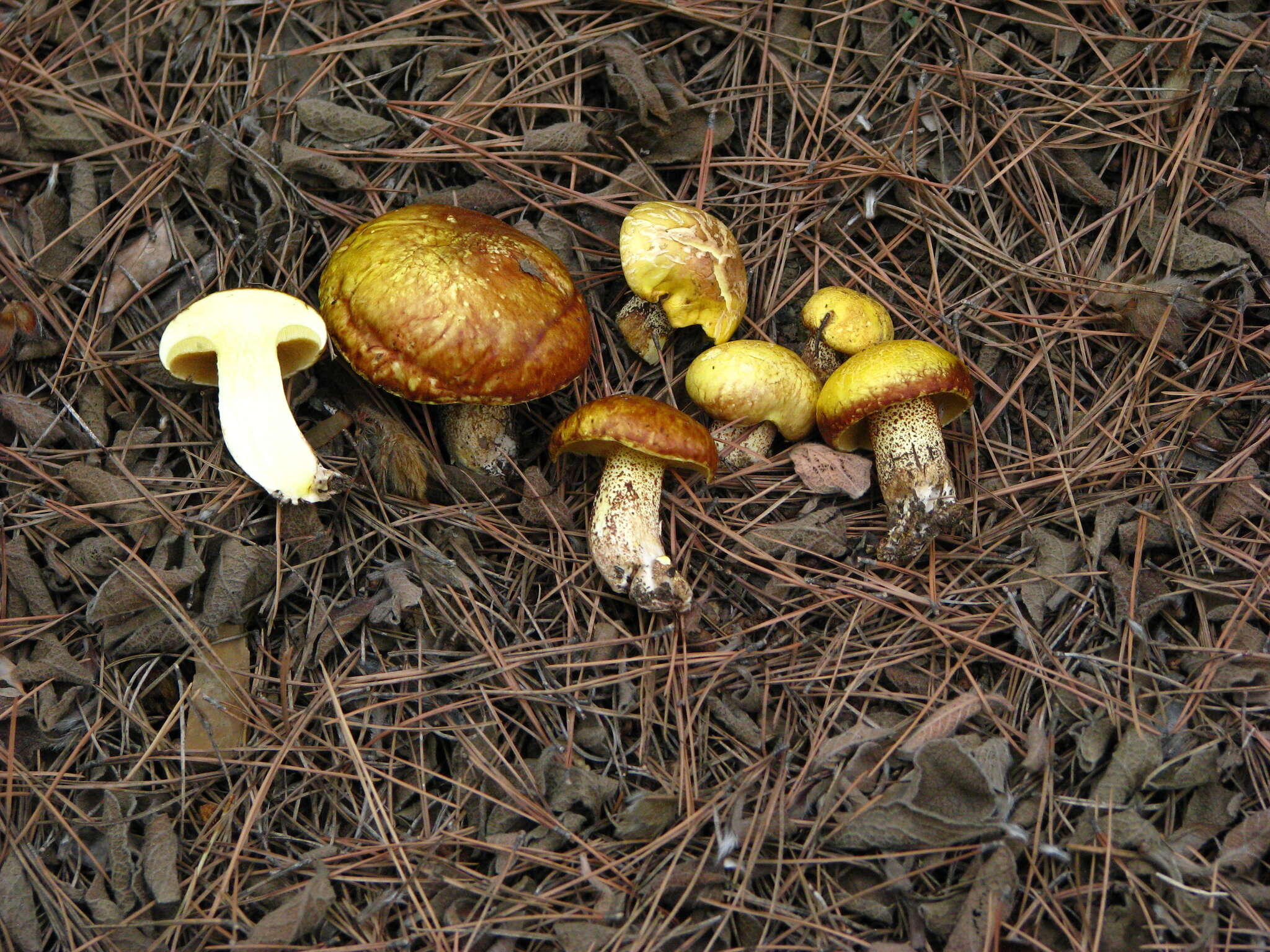 Image de Suillus mediterraneensis (Jacquet. & J. Blum) Redeuilh 1992