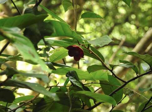 Uvaria littoralis (Blume) Blume resmi