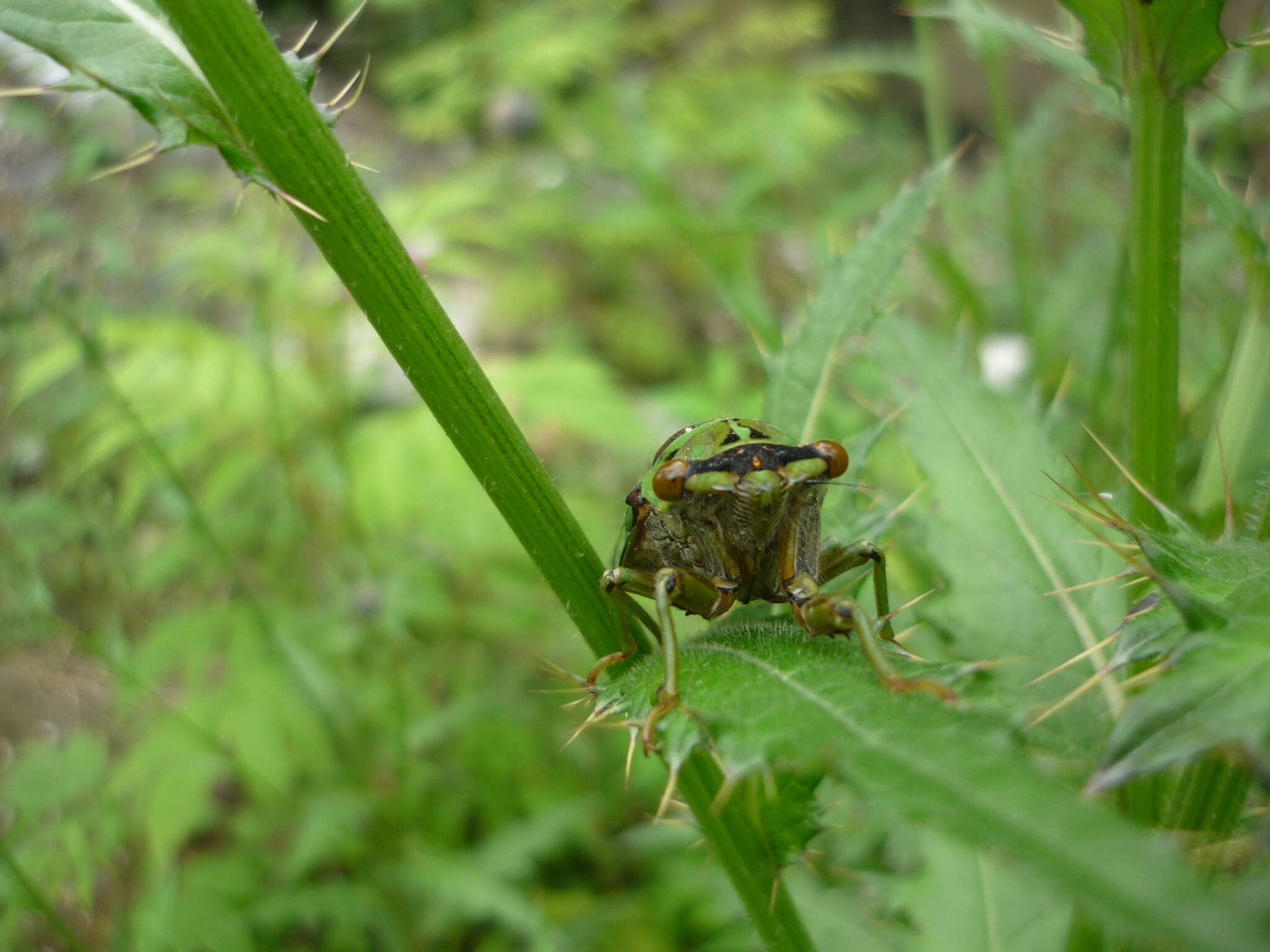 Image of Auritibicen atrofasciatus (Kirkaldy 1909)