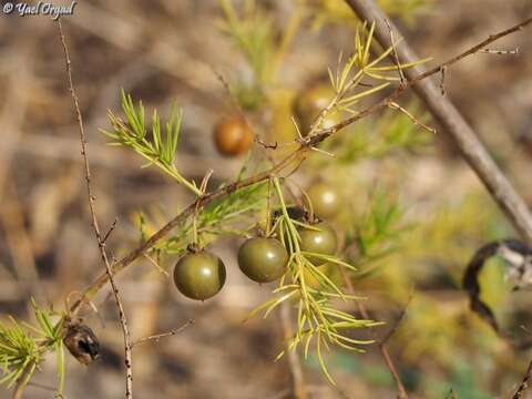 Image of Asparagus palaestinus Baker