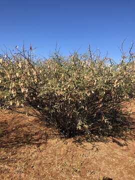 Image of Bushy three-thorn acacia