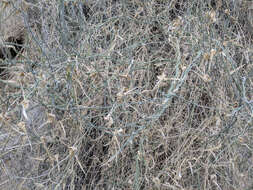 Image of hairy milkweed