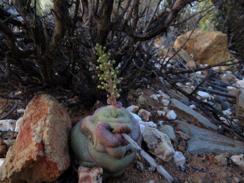 Crassula hemisphaerica Thunb. resmi