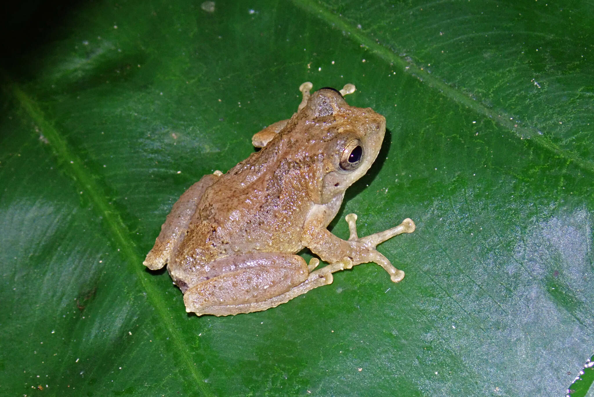 Image of Temple Tree Frog