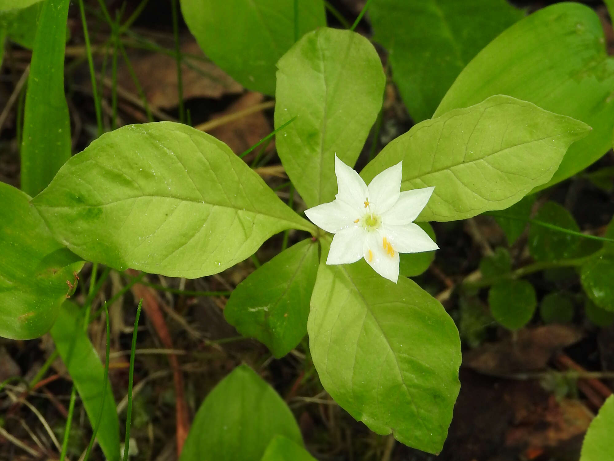 Image of Lysimachia europaea (L.) U. Manns & Anderb.