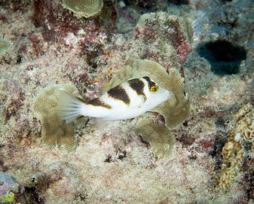 Слика од Canthigaster coronata (Vaillant & Sauvage 1875)